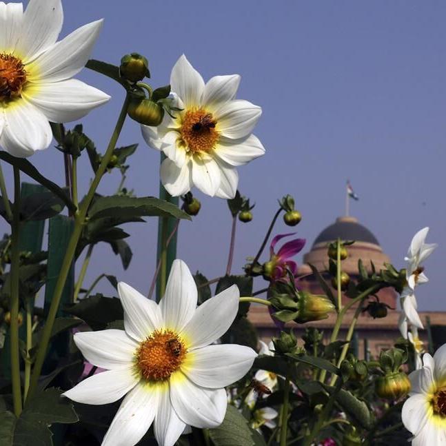 Warming and habitat loss shrink pollinator numbers. That may hit coffee, cocoa crops hard in future